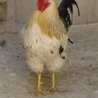خروس
