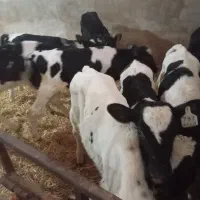 نیازمندکارگر