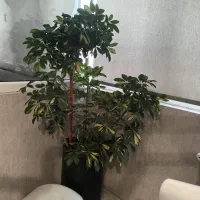 بخاری برقی سنسور دار آلمانی