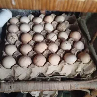 مرغ و خروس لاری