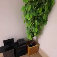 تعدادی وسایل منزل بفر وش میرسد