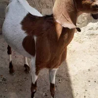 گوسفند