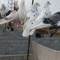 کبوتر پرشی