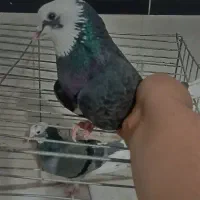 سلام فروش کفتر شازده