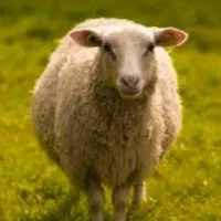 فروش گوسفند