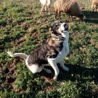 سگ پژدر|سگ|حسین آباد, |دیوار