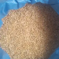 لپه تبریز خوش طعم زودپز کیلویی۲۸۰هزارتومان