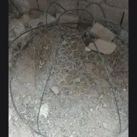 قفس خروس معامله با مرغ خروس