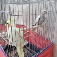 عروس هلندی نرو ماده