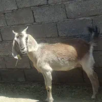 پنج تا بز با هم 55 میلیون