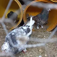 دو عدد نر سرور