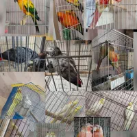 کاسکو. خورشیدی. گیرینچیک. عروس هلندی