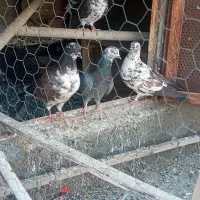 تهرانی زوردار