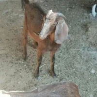 عباره