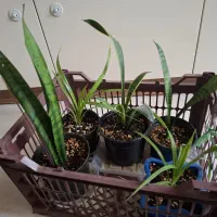 گل وکاکتوس