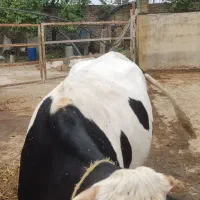 گاو مونت|حیوانات مزرعه|گلوگاه, |دیوار