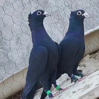 جفت شامی کاکل و زاغ و سوسکی بزک و کله هفرنک