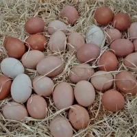 تخم مرغ محلی تازه و طبیعی
