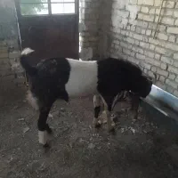 نربز آمریکایی