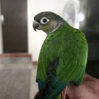 گرینچیک یولساید اکستریم رد