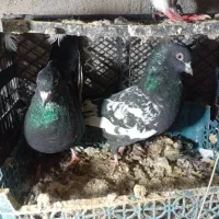 کفتر|پرنده|مشهد, شهرک بهارستان|دیوار