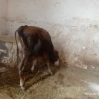 سلام یک رس گوساله نر سیمینتال قرمز