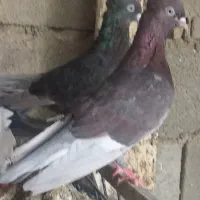 سرخ بوشهری و جفت پاکستانی