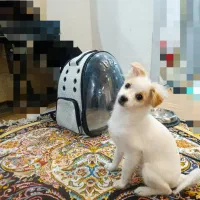 پامر اشپیتز
