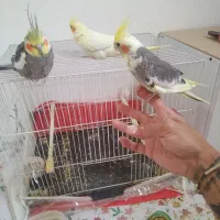 عروس هلندی