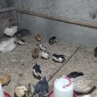 فروش مرغ وخروس وجوجه زینتی