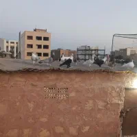 پرشی بشرط