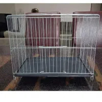 قناری|پرنده|کرج, باغستان|دیوار