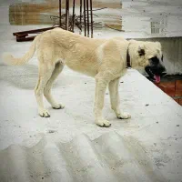 سگ نر سرابی توله