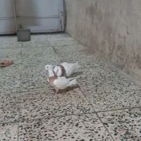 کبوترهفت رنگ طوقی