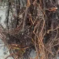 فروش چوتک ریشه دار