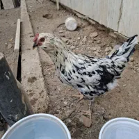 تخم مرغ گلین