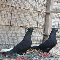 کبوتر