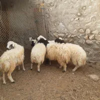 بره قوچ