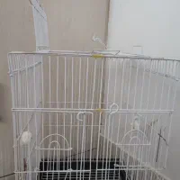 قفس بزرگ کاسکویی