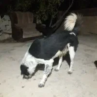 سگ واگذاری