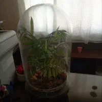 گل تراریوم شیشه ای
