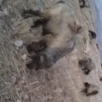 فروش قوچ سه رون
