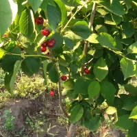 فروش باغ درحور