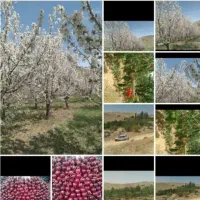 باغ و زمین کشاورزی
