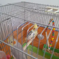 عروس هلندی
