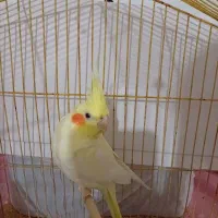 عروس هلندی لوتینو نر ۶ماهه