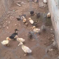 فروش جوجه اردک و غاز