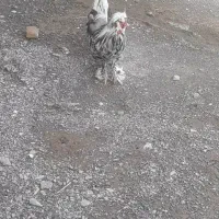 مرغ خروس نژاد کاکل پرپا