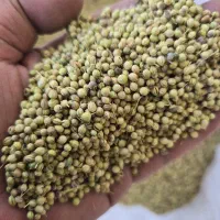 فروش بذر گشنیز توپی و لپه