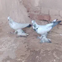 گفتر|پرنده|مرند, |دیوار
